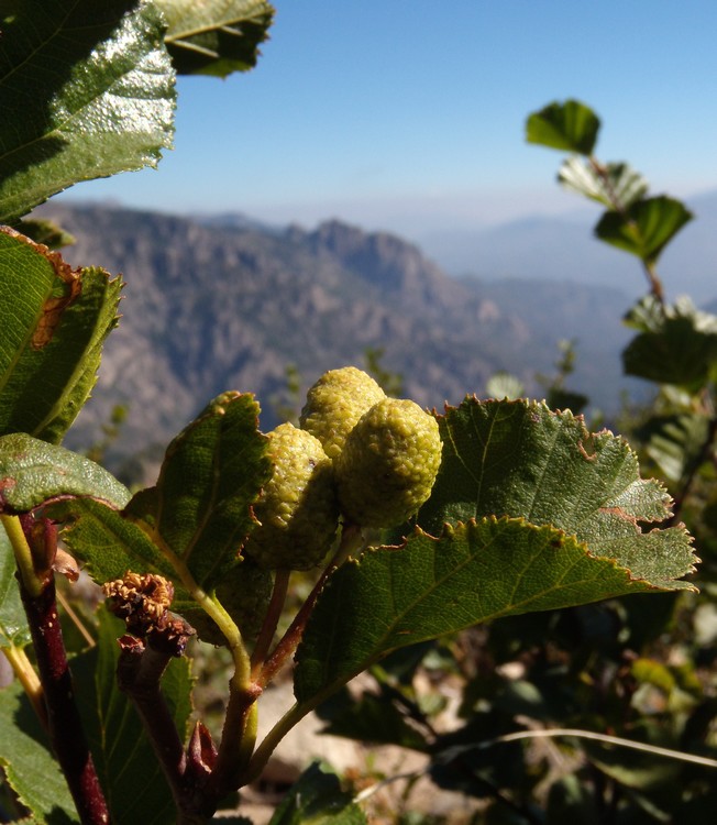 Alnus viridis / Ontano verde